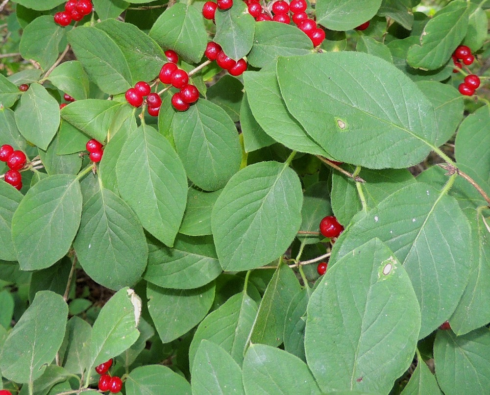 Lonicera xylosteum - lehtokuusaman lehtilapa on sulkasuoninen, pehmeä, ehyt ja lähinnä soikea tai puikeahko sekä suippo- tai pyöreähkökärkinen ja leveän kiilatyvinen. Lapa on yläpuolelta vihreä tai sinivihreä, tavallisesti noin 3-7 cm pitkä ja leveimmältä kohtaa noin 1,5-4 cm leveä. V, Lohja, Haikari, Lohjanjärven Liessaari, kaakkoiskärki, rantametsä, 3.8.2013. Copyright Hannu Kämäräinen.