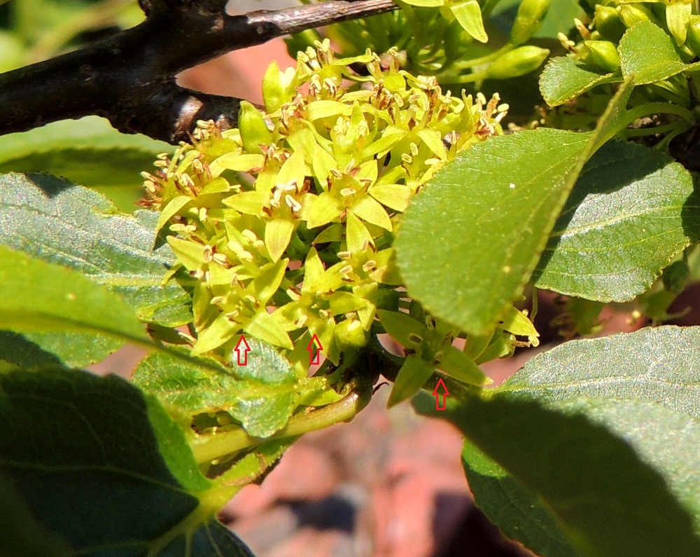 Rhamnus cathartica - orapaatsaman kukassa on neljä hedettä, ja ne ovat tiiviisti terälehtien kohdalla. Niiden palhot ovat lyhyet ja kiinnittyneet kukkapohjuksen reunoihin. Soikeat ponnet ovat vaaleankeltaiset. Hedekukissa kehittymätön emiö jää näkymättömiin maljamaiseen kukkapohjukseen. Emikukissa (nuolet) kolme- tai neljävartaloinen emi nousee näkyville, ja vartaloiden kärjessä voi juuri ja juuri erottaa pikkuruisen, keltaisen luotin. A, Lemland, Björkö, Herröskatanin luonnonsuojelualue, eteläkärjen rantakalliot, 8.6.2014. Copyright Hannu Kämäräinen.