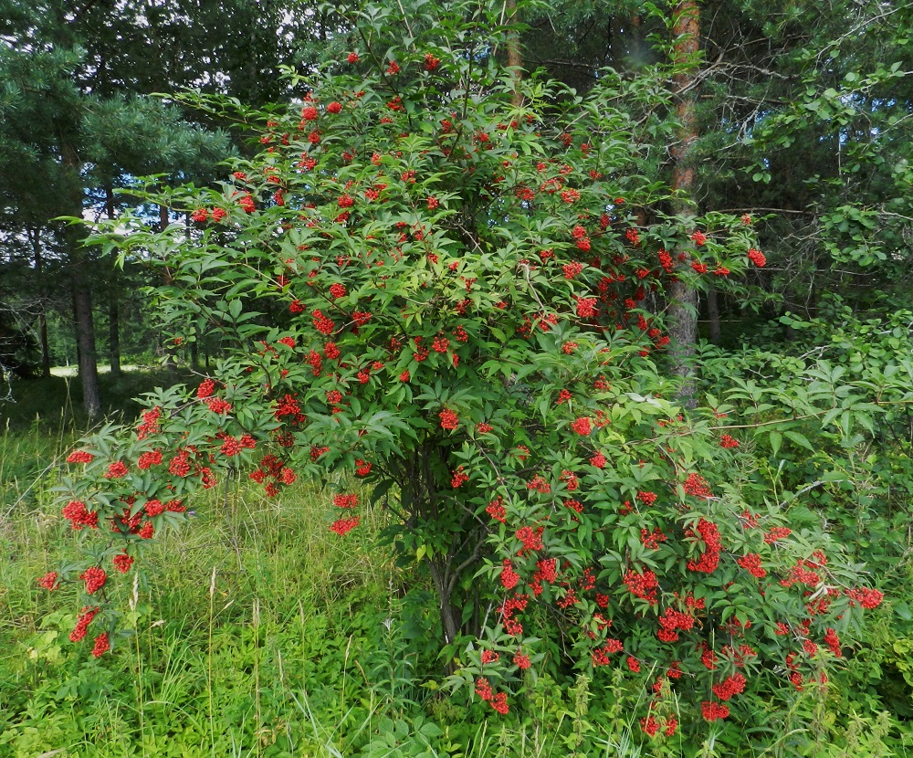 Sambucus racemosa - terttuselja on kypsässä marjasadossaan näyttävä kasvi, ja sen marjaloisto on aikanaan lisännyt lajin houkuttelevuutta koristekasvina. Myös linnut panivat merkille uuden tulokkaan puutarhoissa ja alkoivat erityisesti 1900-luvun alkupuolelta lähtien levittää lajia luontoon. EH, Janakkala, Virala, Viralantien (tie 13838) varren metsikön reuna Kanssintien risteyksen itäpuolella, 30.7.2011. Copyright Hannu Kämäräinen.