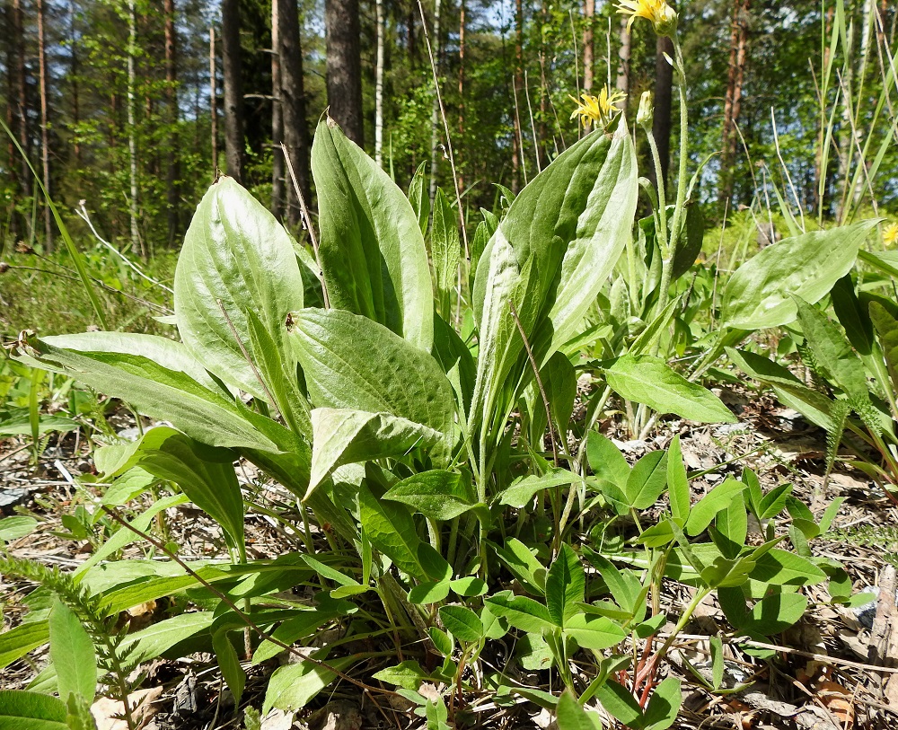 Scorzonera humilis - harjusikojuuren ruusuke- ja aluslehdet ovat siirottavat tai pystyt ja tavallisesti noin 20-35 cm pitkät. Kasvullisesti leviävän juurakon haarojen yläpäihin kasvaa lehtiruusuke, joka on aluksi yleensä varreton ja myöhemmin mahdollisesti varrellinen. Varsinkin liian varjoisilla kasvupaikoilla varret voivat pysyvästi jäädä kehittymättä. 30.5.2025. Copyright Hannu Kämäräinen.