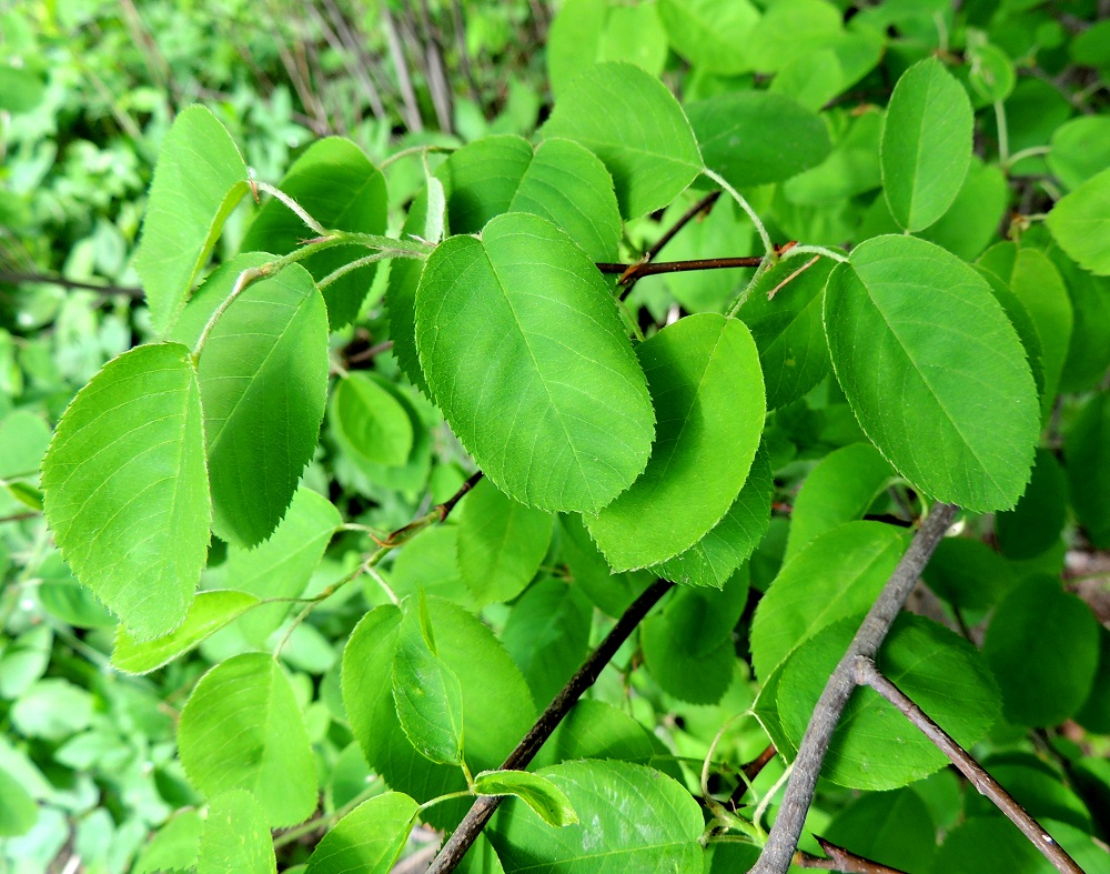 Amelanchier spicata - isotuomipihlajan lehdet ovat vuosiversoissa kierteisesti. Lehtilapa on ehyt, lähinnä pitkänpyöreä tai leveänsoikea, hyvin lyhyen suippokärkinen ja pyöreätyvinen. Sen yläpuoli on vaaleanvihreä, himmeä, aluksi karvainen ja kukintavaiheessa jo lähes tai aivan kalju. Pituutta lehtilavalla on tavallisesti noin 2,5-6 cm ja leveyttä leveimmältä kohtaa noin 1,5-3,5 cm. Nuoret oksat ja edellisen vuoden vuosikasvaimet ovat harmaanruskeat - punaruskeat, kiillottomat ja kaljut. Kuluvan vuoden uudet vuosikasvaimet ovat aluksi vihreät ja karvaiset sekä loppukesää kohti punertuvat ja kaljuuntuvat. EH, Hämeenlinna, Ahvenisto, harjualueen eteläpään laita Ahvenistontien pohjoispuolella, 24.5.2013. Copyright Hannu Kämäräinen.