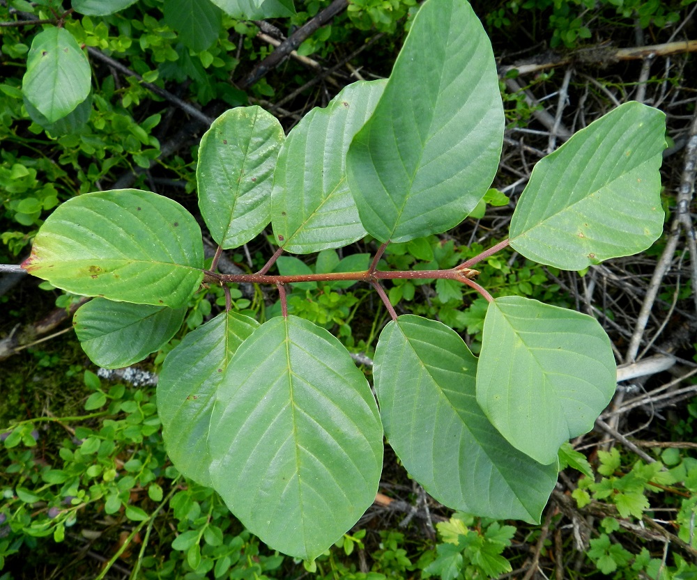 Frangula alnus - korpipaatsaman lehdet ovat ruodilliset ja oksissa kierteisesti tai toisinaan lähes vastakkain, kuten kuvan oksan kärkiosassa. Lehtiruoti on yleensä noin 10-20 mm pitkä. Lehtilapa on ehyt, yläpuolelta vihreä ja useimmiten kalju sekä täysikasvuisena tavallisesti noin 4-7 cm pitkä ja leveimmältä kohtaa noin 2-4 cm leveä. EH, Hämeenlinna, Pullerinmäki, Viisari, Kahtoilammen itäpuoli, Tiiriönmäki, kangasmaaston rehevämpi laide, 2.7.2011. Copyright Hannu Kämäräinen.