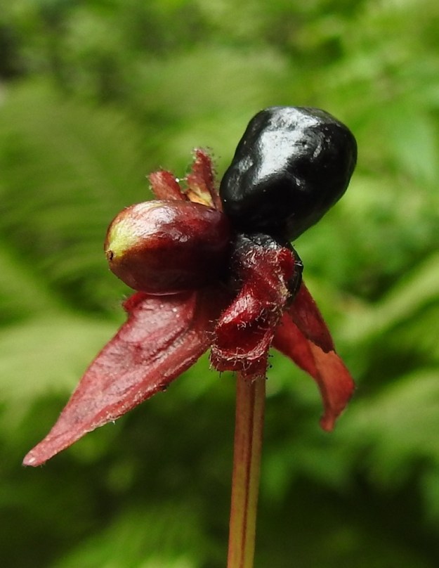 Lonicera involucrata - kehtokuusaman tuki- ja esilehdet muuttuvat viimeistään hedelmävaiheeseen mennessä punaisiksi. Rinnakkaisetkin marjat voivat kehittyä eri tahtiin. Marjaparin yhdiskasvuinen tyviosakin paisuu kypsymisvaiheessa yleensä enemmän tai vähemmän. 25.7.2023. Copyright Hannu Kämäräinen.