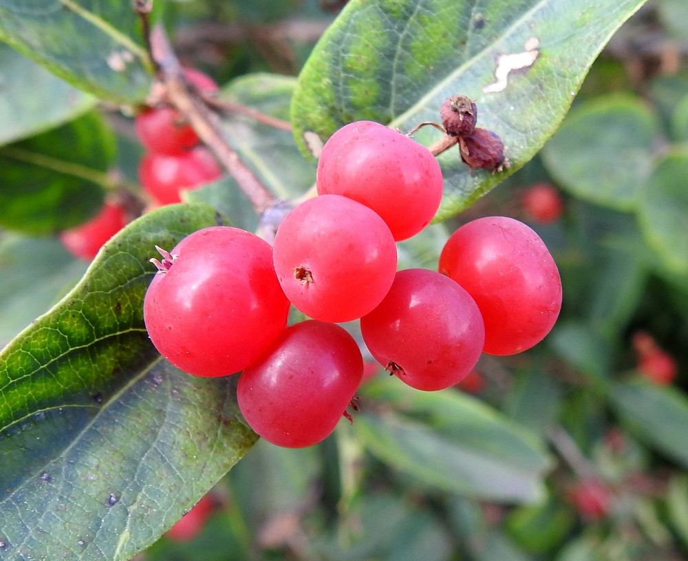 Lonicera tatarica - rusokuusaman hedelmä on kukkapohjuksesta paisuva marja, joka on lähes pallomainen, kypsänä punainen tai kellanpunainen sekä tavallisesti noin 5-7 mm läpimitaltaan. Marjat ovat kukkien tavoin pareittain ja tyveltään hieman yhdiskasvuiset. Ne ovat jossain määrin myrkylliset ja sen vuoksi ihmisravinnoksi kelpaamattomat. Linnuille marjat maistuvat, ja niiden mukana siemenet voivat levitä lähialueille. 26.7.2023. Copyright Hannu Kämäräinen.