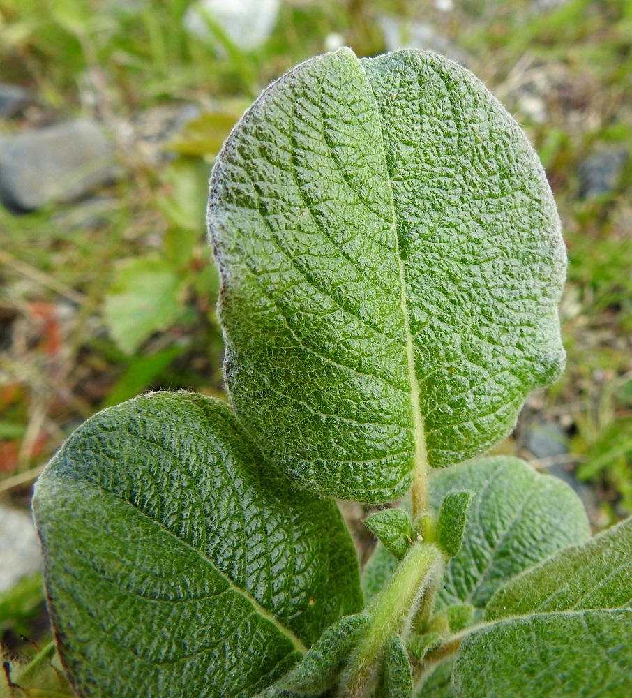 Salix lanata - villapajun lehtilapa on paksu ja sulkasuoninen. Suonipareja on tavallisesti 8-10. Lumivillapajun (kuvassa) lehtikorvakkeet ovat puikeat, suippokärkiset, ehytlaitaiset ja yleensä noin 4-6 mm pitkät sekä leveimmältä kohtaa noin 3-4 mm leveät. Ne useimmiten karisevat myöhemmin kesällä. Nystyvillapajun korvakkeet ovat puikeat, pitkän suippokärkiset, laidoiltaan pyöreänystyiset ja useimmiten noin 7-12 mm pitkät sekä leveimmältä kohtaa noin 4-6 mm leveät. Ne ovat koko kasvukauden pysyvät. EnL, Enontekiö, Kilpisjärvi, Saanan lounainen alarinne, Käsivarrentien (tie 21) laide Retkeilykeskuksen ja Siilaskosken välillä, 485 m mpy, 5.7.2025. Copyright Hannu Kämäräinen.