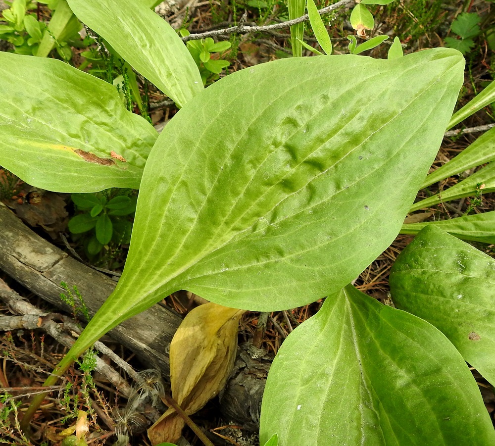 Scorzonera humilis - harjusikojuuren lehtilapa on ehyt, suikea - leveänsoikea, suippokärkinen ja tyveltään ilman selvää rajaa ruodiksi kapeneva. Se on useimmiten noin 10-25 cm pitkä ja leveimmältä kohtaa noin 1-11 cm leveä. 1.7.2022. Copyright Hannu Kämäräinen.