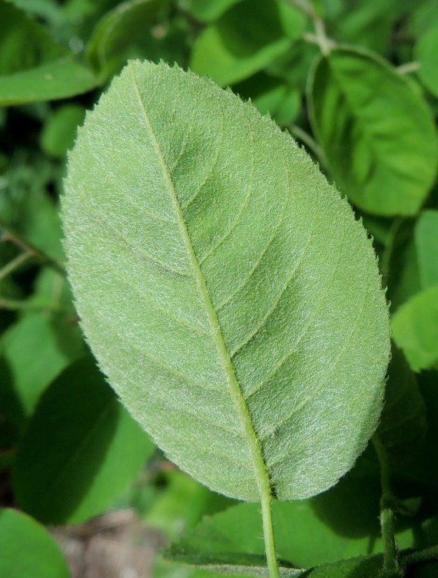 Amelanchier spicata - isotuomipihlajan lehtilapa on laidoiltaan pieni-, terävä- ja usein tiheähampainen niin, että hampaita on senttimetrillä noin 4-11. Lähilajin, marjatuomipihlajan, A. alnifolia, lehtilapa on yleensä tylppä- tai lanttokärkinen, ja lehtihampaat ovat isot. Niitä mahtuu senttimetrin matkalle vain 1-5. Isotuomipihlajan lehtilavan alapuoli on harmaanvihreä, kukintavaiheessa edelleen huopakarvainen mutta myöhemmin kaljuuntuva. EH, Hämeenlinna, Ahvenisto, harjualueen eteläpään laita Ahvenistontien pohjoispuolella, 24.5.2013. Copyright Hannu Kämäräinen.