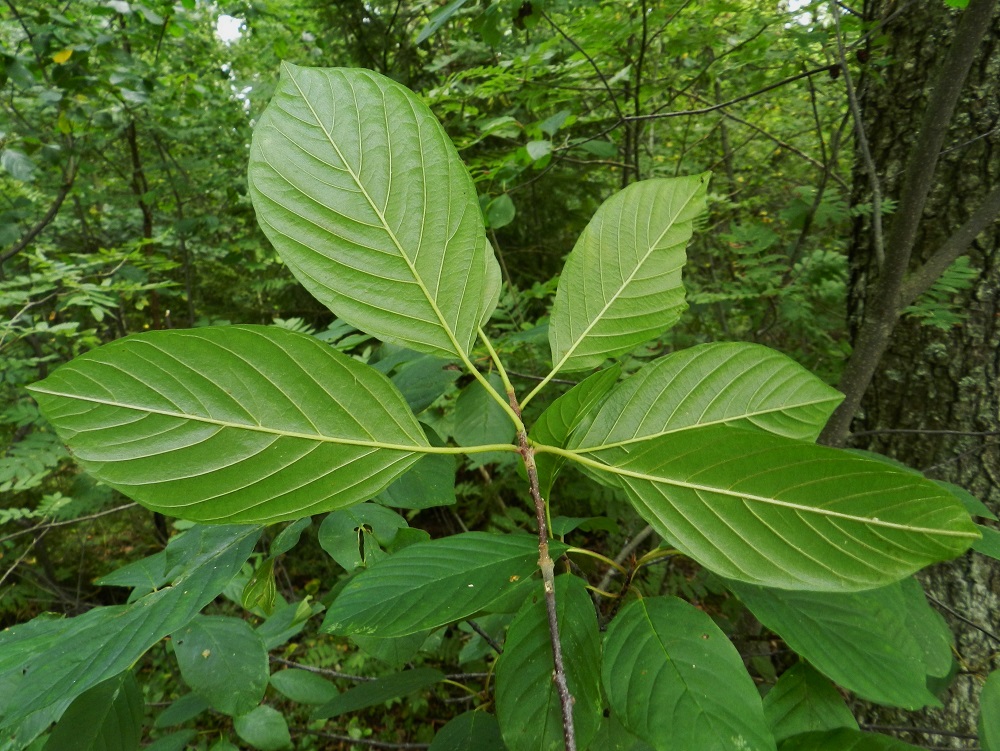 Frangula alnus - korpipaatsaman lehtilapa on sulkasuoninen. Suonipareja on yleensä 7-9. Lapa on lähinnä soikea tai vastapuikea ja lyhyen suippokärkinen sekä leveän kiila- tai pyöreähkötyvinen. Se on alapuolelta vaaleamman- tai sinertävänvihreä. EH, Hämeenlinna, Loimalahti, Alajärvi, Tervaniemen kärjen lehtoinen ja paikoin kosteapohjainen rantametsä, 26.8.2012. Copyright Hannu Kämäräinen.