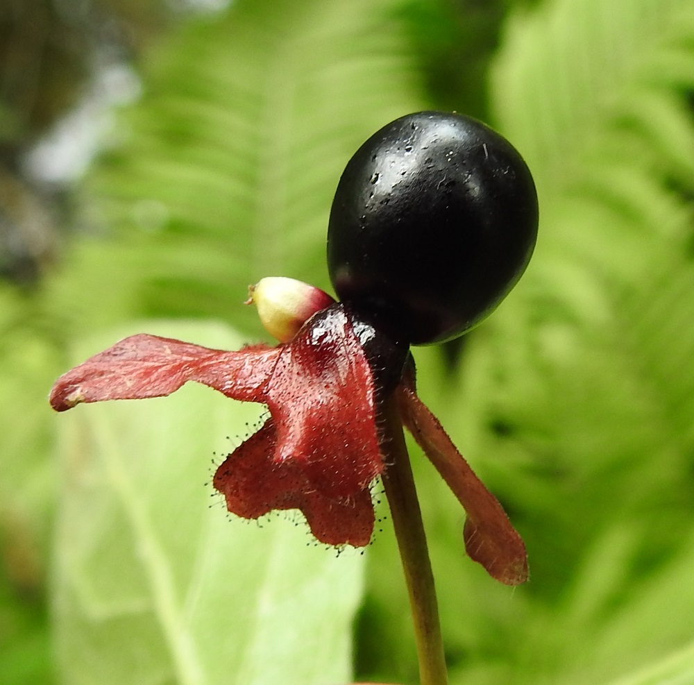 Lonicera involucrata - kehtokuusaman marja on lähes pallomainen, kypsänä kiiltävän musta ja tavallisesti noin 6-10 mm läpimitaltaan. Se on ihmisravinnoksi kelpaamaton ja jossain määrin myrkyllinen mutta kelpaava linnuille, jotka levittävät lajia uusille kasvupaikoille. Kuvassa on nähtävissä toisen marjan hedelmöittymättä jäänyt ja kuivuva kukkapohjus. Sen kärjessä erottuu kukan verhiö, joka on kukintavaiheessa näkymätön ja vain noin 0,3-0,6 mm pitkä sekä viisihampainen. 25.7.2023. Copyright Hannu Kämäräinen.