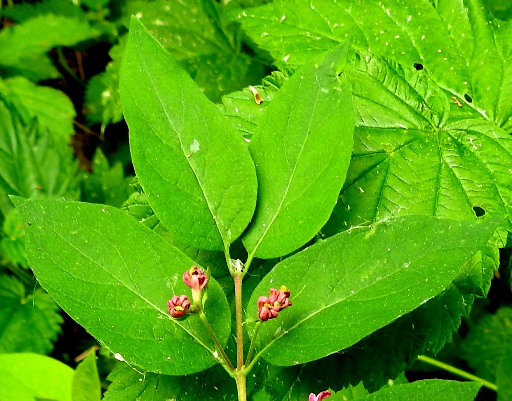 Lonicera tatarica - rusokuusaman lehdet ovat ruodilliset ja vuosikasvaimissa vastakkain. Lehtiruoti on noin 2-7 mm pitkä. Lehtilapa on ehyt ja lähinnä soikean tai puikean pitkulainen sekä suippo- tai tylpähkökärkinen ja pyöreähkö-, tylppä- tai matalan herttatyvinen. Se on tavallisesti noin 3-6,5 cm pitkä ja leveimmältä kohtaa noin 1,5-3,5 cm leveä. U, Helsinki, Myllypuro, Kolsintien ja Sarsantien välisen metsikön ja pienen niittylaikun raja Myllärintien itäpuolella, 31.5.2024. Copyright Hannu Kämäräinen.