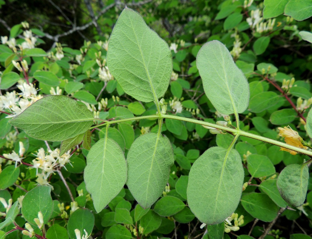 Lonicera xylosteum - lehtokuusaman lehtilapa on alapuolelta harmaan- tai sinertävänvihreä, ja sen karvoitus on yläpuolta tiheämpää. Lehtilaita on ehyt ja litteä tai hieman alaspäin kiertynyt. Lehtiruoti on yleensä noin 6-10 mm pitkä. A, Lemland, eteläpää, Björkö, Herröskatanin luonnonsuojelualue, eteläosan kallioketoalueen laide, 30.5.2013. Copyright Hannu Kämäräinen.