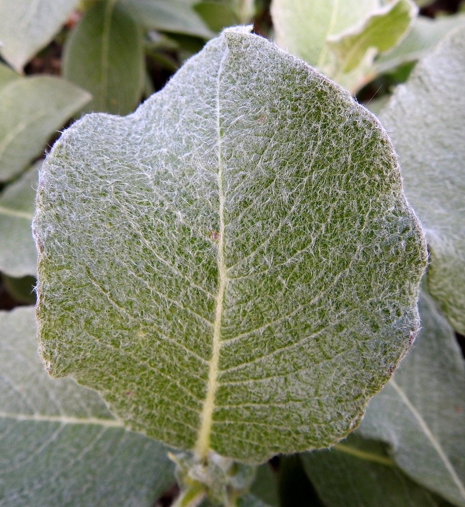 Salix lanata - villapajun nimimuunnoksen, lumivillapajun (kuvassa) lehtilapa on päältä vihreä, himmeä ja yleensä pysyvästi tiheän, vaalean ja pitkän hapsikarvainen. Nystyvillapajun lehtilapa on päältä vaaleahkonvihreä, himmeä, kohtalaisen tiheästi - harvahkosti pitkän hapsikarvainen ja toisinaan myöhemmin kesällä kaljuuntuva. EnL, Enontekiö, Kilpisjärvi, Kilpisjärven ranta Retkeilykeskuksen venelaiturin pohjoispuolella, lähellä vesirajaa, 475 m mpy, 10.7.2018. Copyright Hannu Kämäräinen.