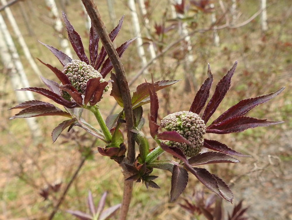 Sambucus racemosa - terttuseljan uusiin versoihin puhkeavat lehdet ovat aluksi sinipunaiset tai punaruskeat. Nuoret oksat, joihin uudet versot kasvavat, ovat liereähköt ja harmaat tai ruskehtavat. Ne ovat sisäosaltaan laaja- ja pehmeäytimiset. EH, Hämeenlinna, Loimalahti, Kuokkamaa, Ali-Raakkulantieltä kaakkoon lähtevän kevytväylän laitametsikkö, 7.5.2024. Copyright Hannu Kämäräinen.