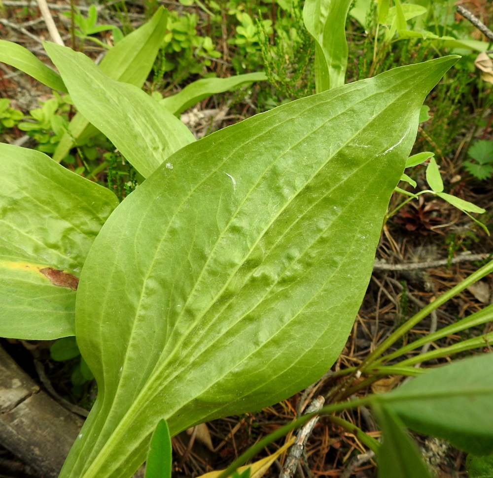 Scorzonera humilis - harjusikojuuren lehtilapa on silposuoninen, molemmin puolin vihreä ja nuorena vaihtelevasti pehmeäkarvainen mutta pian kaljuuntuva. Laita on ehyt ja litteä. 1.7.2022. Copyright Hannu Kämäräinen.