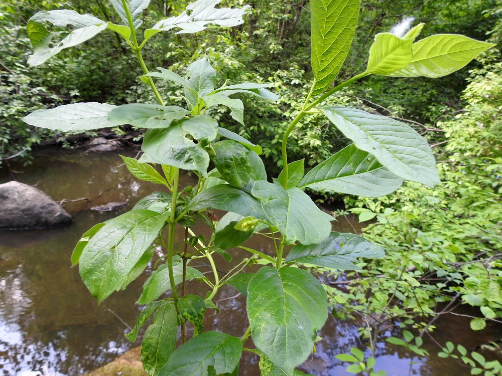 Lonicera involucrata - kehtokuusaman lehtilapa on ohut, ehyt ja lähinnä soikea, soikean pitkulainen tai vastapuikea sekä suippo- tai nipukkakärkinen ja leveän kiilatyvinen. Se on yläpuolelta vihreä ja kalju sekä tavallisesti noin 5-12 cm pitkä ja leveimmältä kohtaa noin 2-5 cm leveä. 9.6.2023. Copyright Hannu Kämäräinen.