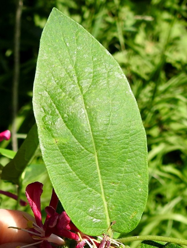 Lonicera tatarica - rusokuusaman lehtilapa on yläpuolelta vihreä tai tummanvihreä ja kalju. Lehtilaita on ehyt ja kalju tai niukkakarvainen. Copyright Hannu Kämäräinen.
