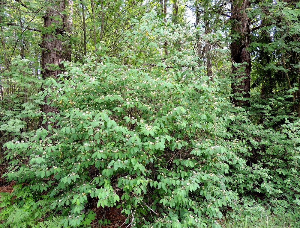 Lonicera xylosteum - lehtokuusama on Suomessa alkuperäinen ja sen luontainen esiintymisalue yltää etelästä päin Kainuun, Oulun Pohjanmaan ja Perä-Pohjanmaan eliömaakuntiin saakka. Laji on sopivilla kasvupaikoilla yleinen tai yleisehkö Etelä-Pohjanmaan ja Pohjois-Karjalan eliömaakuntien väliselle linjalle saakka ja harvinainen pohjoisempana. EH, Hämeenlinna, Pullerinmäki, Viisari, Kahtoilammentien varressa olevan metsikön reunama, 25.5.2014. Copyright Hannu Kämäräinen.