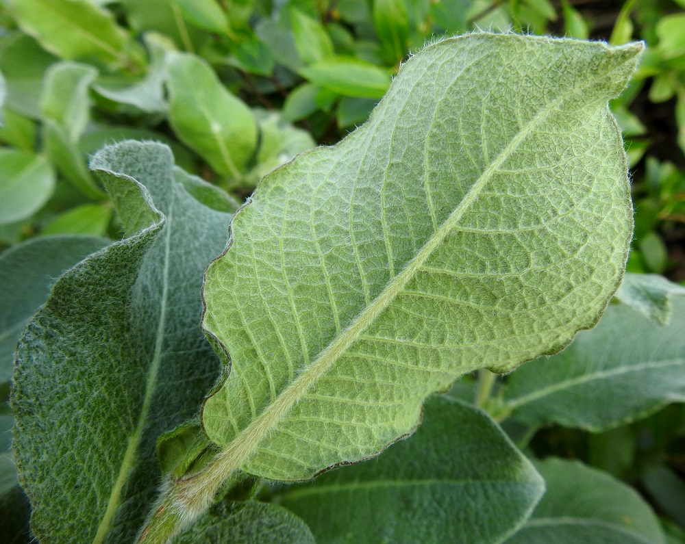 Salix lanata - villapajun lehtilaita on litteä tai jossain määrin alaspäin kiertynyt ja lumivillapajulla ehyt ja nystytön sekä nystyvillapajulla nimen mukaisesti nystyinen. Nystyt ovat pallomaiset, perättömät ja keltaiset. Lumivillapajun lehtilavan alapuoli on vaalean- tai sinertävänvihreä ja korkosuoninen Nystyvillapajun lehtilapa on alta vaalean- tai harmaanvihreä ja enintään hiukan korkosuoninen. Villapajun lehtiruoti on yleensä noin 5-10 mm pitkä ja tiheästi pitkän hapsikarvainen. EnL, Enontekiö, Kilpisjärvi, Kilpisjärven ranta Retkeilykeskuksen venelaiturin pohjoispuolella, lähellä vesirajaa, 475 m mpy, 10.7.2018. Copyright Hannu Kämäräinen.