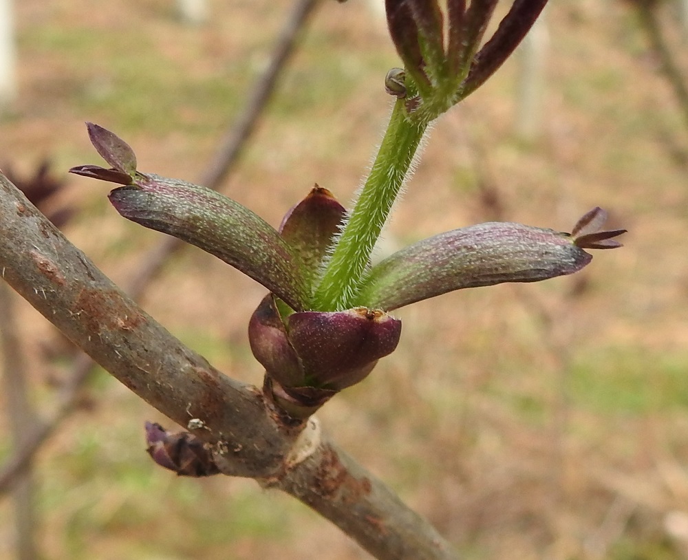 Sambucus racemosa - terttuseljan silmut ovat aluksi pienet mutta paisuvat alkukeväällä ennen uusien versojen puhkeamista. Ne ovat lähes pallomaiset ja noin 7-10 mm pitkät. Silmusuomut ovat monikerroksisen lomittaiset, leveänpuikeat, kasvaessaan lähinnä vastapuikeat ja nipukkakärkiset. Ne ovat vihreän ja sinipunaisen kirjavat, karvareunaiset ja lopulta jopa 15-20 mm pitkät sekä noin 10 mm leveät. Ne jäävät pitkäksi aikaa kaulusmaisesti uuden verson tyvelle. EH, Hämeenlinna, Loimalahti, Kuokkamaa, Ali-Raakkulantieltä kaakkoon lähtevän kevytväylän laitametsikkö, 7.5.2024. Copyright Hannu Kämäräinen.