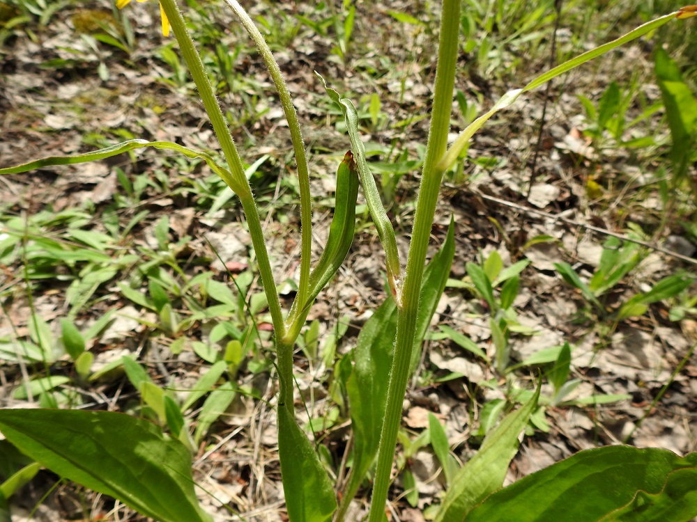 Scorzonera humilis - harjusikojuurella on muutama varsilehti, jotka ovat yleensä kierteisesti. Ne ovat ruodittomat, lähes tasasoukat, tavallisesti noin 3-15 cm pitkät ja noin 0,2-1 cm leveät. 30.5.2025. Copyright Hannu Kämäräinen.