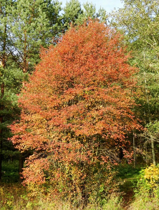 Amelanchier spicata - isotuomipihlajan kasvupaikkoina ovat lähinnä metsänreunat, harjurinteet, lehtoiset metsät ja kallioalueet sekä asutuksen ja puistojen lähialueet. Lajin lehtien kevätväri on vihreä ja syysväri keltainen, kellanruskea tai punertava. EH, Hämeenlinna, Ahvenisto, harjualueen eteläpään laita Ahvenistontien pohjoispuolella, 24.5.2013. Copyright Hannu Kämäräinen.