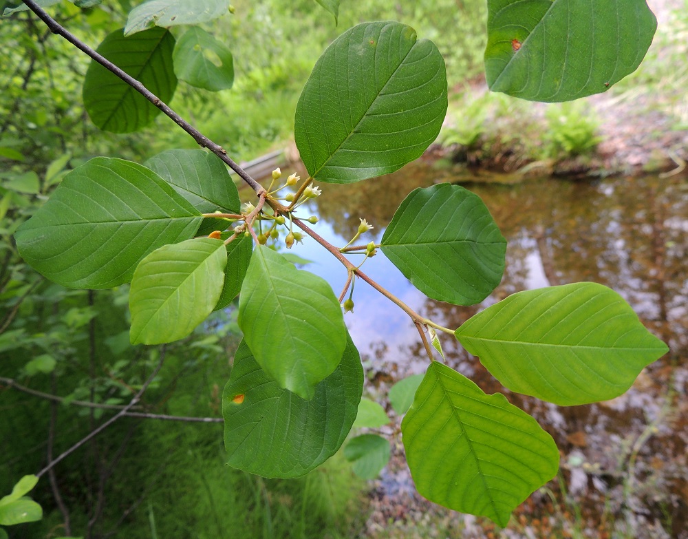 Frangula alnus - korpipaatsama on Suomessa alkuperäinen ja esiintyy yleisenä tai yleisehkönä etelästä päin Kainuun, Oulun Pohjanmaan ja Perä-Pohjanmaan eliömaakuntiin saakka. Lisäksi se kasvaa harvinaisena Koillismaan, Kittilän Lapin ja Sompion Lapin eliömaakunnissa. U, Hanko, Lappohja, Anckars, Kofverhagin Kartanontien varressa olevan pumppaamoalueen alapuolinen puronvarren luonnonsuojelualue, 15.6.2013. Copyright Hannu Kämäräinen.
