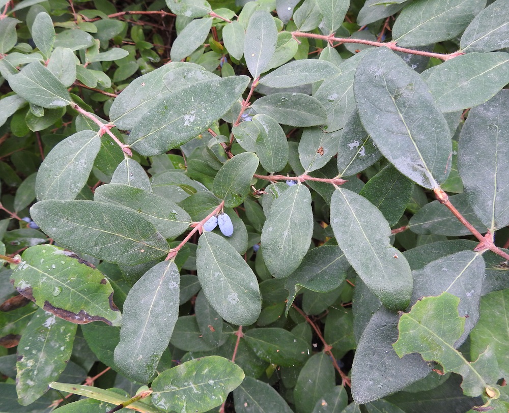 Lonicera caerulea - sinikuusaman lehtilapa on marjomisvaiheessa yleensä jo tummunut yläpinnaltaan sinivihreäksi. 27.7.2022. Copyright Hannu Kämäräinen.