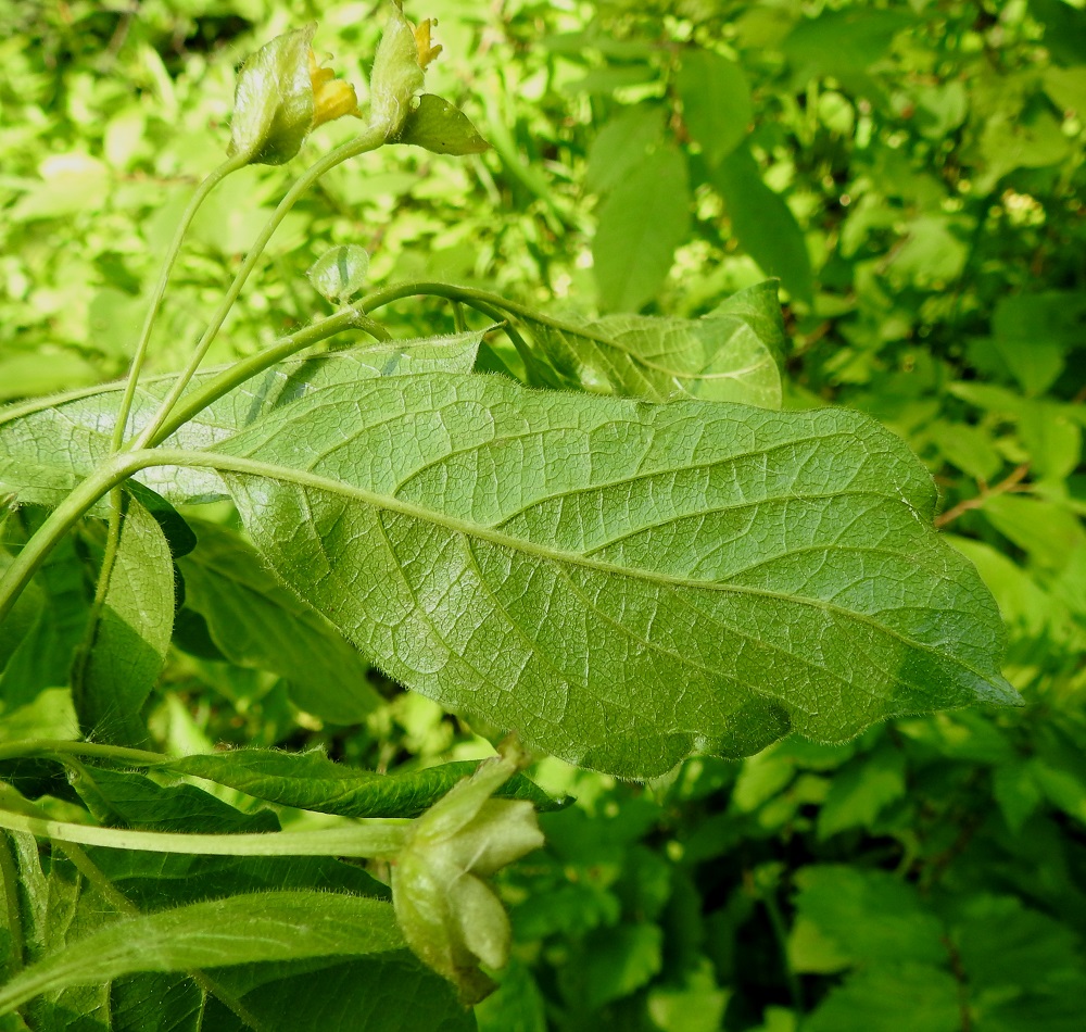 Lonicera involucrata - kehtokuusaman lehtilapa on sulkasuoninen sekä laidoiltaan ehyt, litteä ja lyhytkarvainen. Lapa on alapuolelta vihreä tai harmaanvihreä, vaihtelevasti lyhyen nystykarvainen ja erityisesti suonistaan hapsikarvainen. 9.6.2023. Copyright Hannu Kämäräinen.