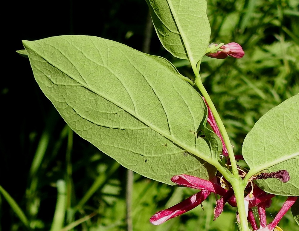 Lonicera tatarica - rusokuusaman lehti on sulkasuoninen ja alapuolelta vaalean- tai sinertävänvihreä sekä kalju tai suonista niukkakarvainen. Lehtilaita on litteä tai hieman alaspäin kiertynyt. Copyright Hannu Kämäräinen.