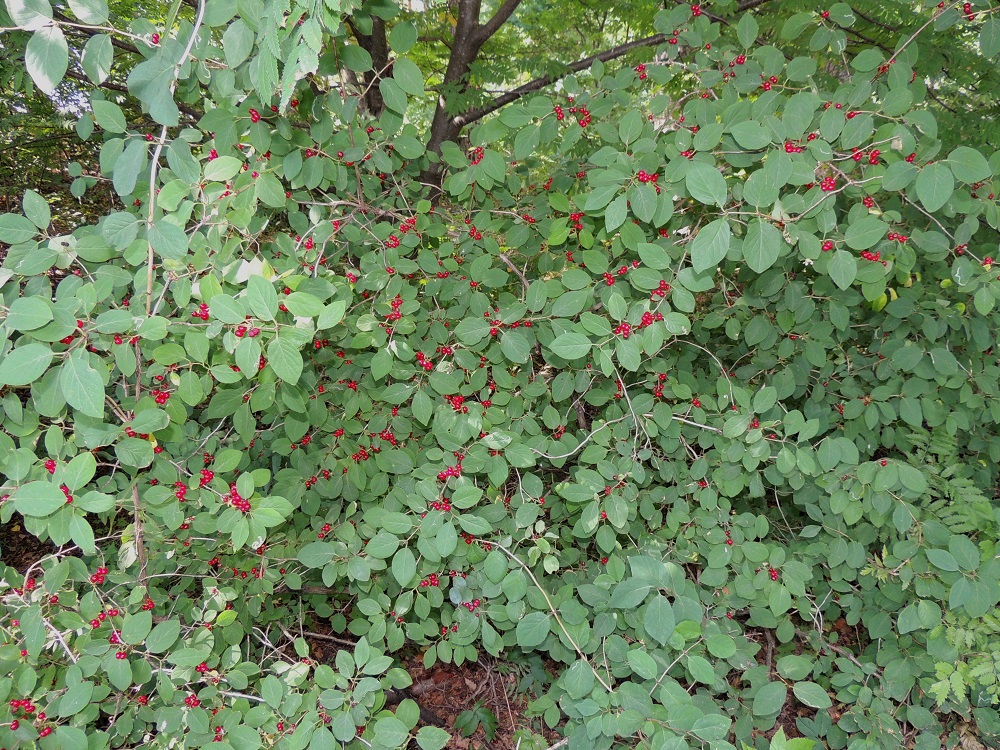 Lonicera xylosteum - lehtokuusaman kasvupaikkoina ovat lähinnä lehdot, lehtomaiset metsärinteet ja metsänreunat, lehtokorpilaiteet sekä Lounais-Suomen saaristossa ja Ahvenanmaalla myös kallioketojen reunat, rantakallioiden laiteet ja kivikkoiset katajikkorinteet. Lajia käytetään jossain määrin myös koristekasvina, ja se voi villiytyä istutuksista asutuksen lähiympäristöön. V, Lohja, Haikari, Lohjanjärven Liessaari, kaakkoiskärki, rantametsä, 3.8.2013. Copyright Hannu Kämäräinen.