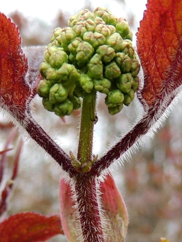 Sambucus racemosa - terttuseljan lehdet ovat korvakkeelliset. Korvakkeet ovat tasasoukan suikeat, noin 3-5 mm pitkät ja noin 0,7-1 mm leveät sekä varhain karisevat. Lehtiruodin tyvellä molemmin puolin on yksi kookas ja varreton tai varrellinen nysty. Ruoti on yhdessä versorangan kanssa aluksi tiheästi vaalean siirottavakarvainen. Karvoitus vähenee myöhemmin. EH, Hattula, Metsänkylä, Vanajaveden Metsänkylänlahden kynäjalavalehdon kaakkoisosan laide pellon reunassa, luonnonsuojelualueen raja, 2.5.2015. Copyright Hannu Kämäräinen.