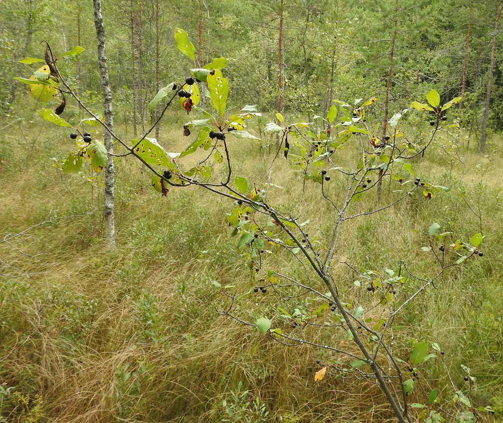 Frangula alnus - korpipaatsaman kasvupaikkoina ovat lähinnä kosteat metsät, korvet, rehevien soitten laitamat, rannat, puronvarret, pellonreunat, metsittyvät ja pensoittuvat niityt sekä entiset pellot ja tienlaitapensaikot. EH, Hämeenlinna, Luolaja, Hattelmalanjärven lounaispuolinen rantakorpi ja -neva lintutornin kohdalla, luonnonsuojelualue, 31.8.2022. Copyright Hannu Kämäräinen.