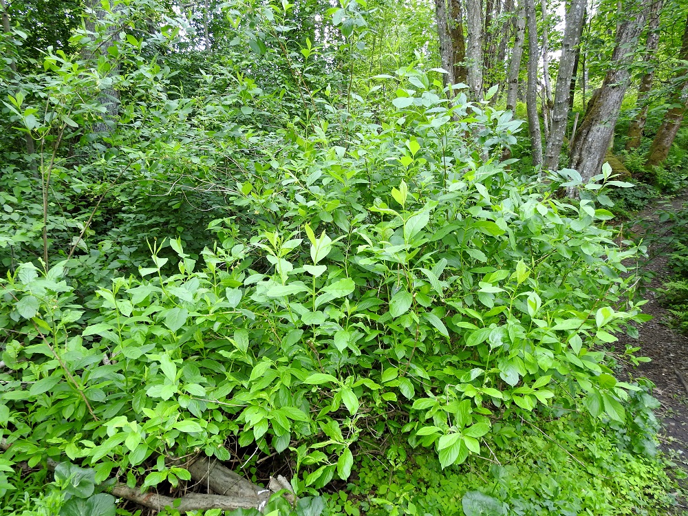 Lonicera involucrata - kehtokuusama on Suomessa ainakin vielä harvinainen koristekasvikarkulainen, josta on varmoja havaintoja 2026 mennessä kuudesta eliömaakunnasta (Varsinais-Suomi, Uusimaa, Satakunta, Etelä-Häme, Keski-Pohjanmaa ja Pohjois-Karjala). Karkulaiskasvupaikkoina ovat lähinnä kosteat, lehtoiset ranta- ym. metsät, metsänlaiteet, metsittyvät niityt ja pellot, asutuksen laiteet ja joutomaat sekä maankäsittelyalueet. 9.6.2023. Copyright Hannu Kämäräinen.
