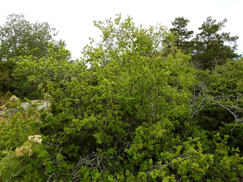 Rhamnus cathartica - orapaatsama on Suomessa alkuperäinen, ja se on kohtalaisen yleinen Ahvenanmaalla sekä harvinaisehko Varsinais-Suomen eliömaakunnassa. Sitä käytettiin varsinkin aikaisemmin jossain määrin myös koristekasvina, ja lajista on joitakin viljelyjäänne- tai karkulaishavaintoja eteläisestä Suomesta. Kasvupaikkoina ovat lähinnä lehtoniityt, valoisat metsänreunat, lehtoiset kallioalueet ja rantakalliot sekä luodot. Orapaatsama on kalkinsuosija. A, Lemland, Björkö, Herröskatanin luonnonsuojelualue, eteläkärjen rantakalliot, 19.6.2023. Copyright Hannu Kämäräinen.