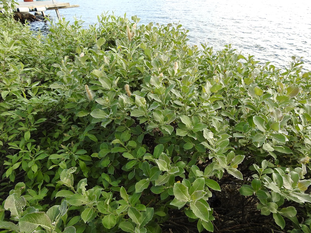 Salix lanata - villapaju on Suomessa alkuperäinen. Sen esiintymisalue yltää viiteen pohjoisimpaan eliömaakuntaan. Lajia esiintyy kohtalaisesti Enontekiön Lapin ja Inarin Lapin eliömaakunnissa sekä harvinaisena tai hyvin harvinaisena Kittilän Lapin, Sompion Lapin ja Koillismaan eliömaakunnissa. Nystyvillapajua esiintyy aika harvinaisena vain Inarin Lapin eliömaakunnassa. Lajin kasvupaikkoina ovat lähinnä tuntureiden lumenviipymäalueet, kosteat tai valuvetiset tunturirinteet ja -painanteet, puronvarret ja lähteiköt sekä vesistörannat. Nystyvillapaju kasvaa lähinnä rannoilla ja alemmilla tunturirinteillä kuin lumivillapaju. Laji on enemmän tai vähemmän kalkinsuosija. Sitä kasvatetaan jossain määrin myös koristekasvina luontaista esiintymisaluetta etelämpänä. EnL, Enontekiö, Kilpisjärvi, Kilpisjärven ranta Retkeilykeskuksen venelaiturin pohjoispuolella, lähellä vesirajaa, 475 m mpy, 10.7.2018. Copyright Hannu Kämäräinen.