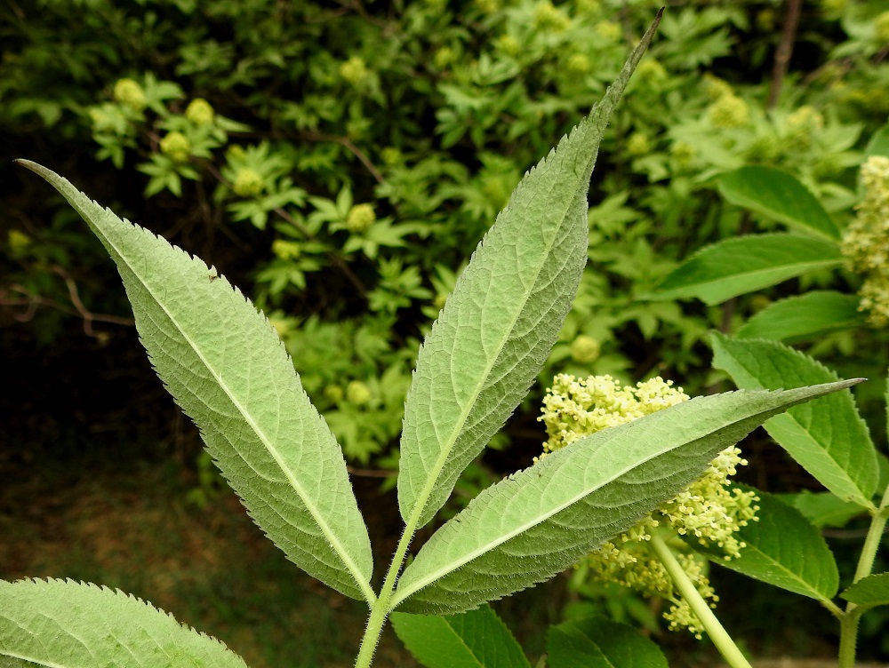 Sambucus racemosa - terttuseljan lehdyköitten laita on kärkeä kohti kaareutuvan terävähampainen. Lehdykät ovat alta vaaleanvihreät ja enimmäkseen vain suonistaan karvaiset. Lehden keskiranka ja lehdykkäruodit ovat, varsinkin nuorena, tiheästi siirottavakarvaiset. EH, Hämeenlinna, Kirstula, Tuiskula, Pälkäneentien (tie 57) itäpuolinen, Vanajaveden rantametsään rajoittuva peltoaukea, vanhan ladon metsittynyt ympäristö, 16.5.2018. Copyright Hannu Kämäräinen.