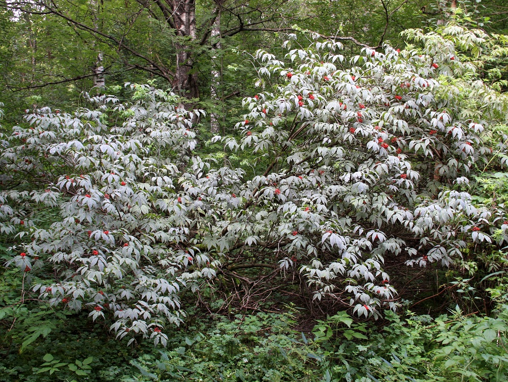 Sambucus racemosa - terttuseljaa tavataan nykyään luonnonkasvin tavoin kotiutuneena asutuksen lähialueilla etelästä päin Oulun Pohjanmaan ja Kainuun eliömaakuntiin saakka. Se on yleinen Ahvenanmaata lukuun ottamatta Etelä-Pohjanmaan ja Pohjois-Karjalan eliömaakuntien väliselle linjalle saakka. Ahvenanmaalla ja levittäytymisalueensa pohjoisosissa laji on vielä harvinainen. Kasvupaikkoina ovat lähinnä monenlaiset metsät ja metsänlaiteet, metsittyvät niityt ja vanhat pellot, tienvarret ja pientareet sekä asutuksen laiteet ja joutomaat. Loppukesästä seljahärmä, Erysiphe vanbruntiana, saattaa vallata terttuseljan koko lehtipinnan ja muuttaa sen väriltään harmaaksi kuvassa olevan yksilön tavoin. Vaikka sienitauti vaikeuttaakin lehtien yhteyttämistä, se ei kuitenkaan yleensä vaaranna seljan tulevaa kasvua. EH, Hämeenlinna, Keinusaari, Varikonniemi, metsittynyt, vanha saha- ja varikkoalue, 7.8.2010. Copyright Hannu Kämäräinen.