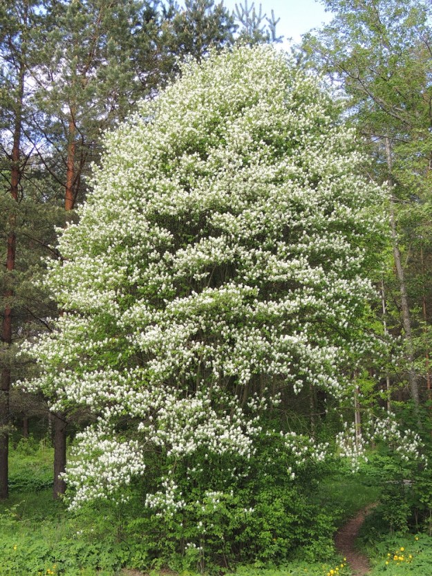 Amelanchier spicata - isotuomipihlaja on monivartinen ja pystyhaarainen pensas, joka on yleensä noin 2-5 m korkea. Villiytyneenäkin se on parhaimmillaan hyvin sopusuhtainen ja silmiä hivelevän komea varsinkin kukkiessaan. EH, Hämeenlinna, Ahvenisto, harjualueen eteläpään laita Ahvenistontien pohjoispuolella, 24.5.2013. Copyright Hannu Kämäräinen.