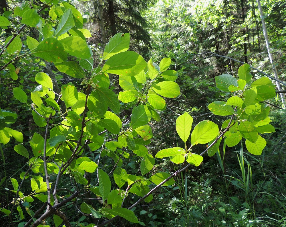 Frangula alnus - korpipaatsama on yleensä noin 2-6 m korkea, harittava- ja harvahkohaarainen pensas tai pieni, ohutrunkoinen puu. U, Hyvinkää, lounaiskulma, Kalkkivuorentien päässä, sen itäpuolella olevan Kalkkivuoren eteläpuolinen metsä, luonnonsuojelualue, 8.6.2013. Copyright Hannu Kämäräinen.