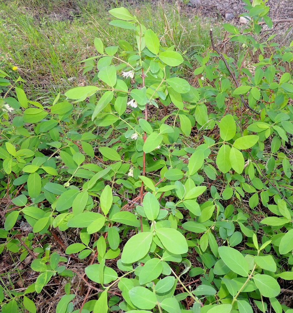 Lonicera caerulea - sinikuusama on tavallisesti noin 1-2 m korkea pensas, joka on huippuharvinainen luonnonkasvi mutta yleinen ja kautta Suomen menestyvä koristekasvi. Se myös leviää helposti istutuksista asutuksen lähiympäristöön. EH, Janakkala, Harviala, Harvialantien (tie 290) ja Harvialan kartanoon vievän tien kulmauksessa olevan metsäsaarekkeen laita, jossa useita villiytyneitä pensaita, 24.5.2013. Koko kuvasarja on samalta kasvupaikalta. Copyright Hannu Kämäräinen.
