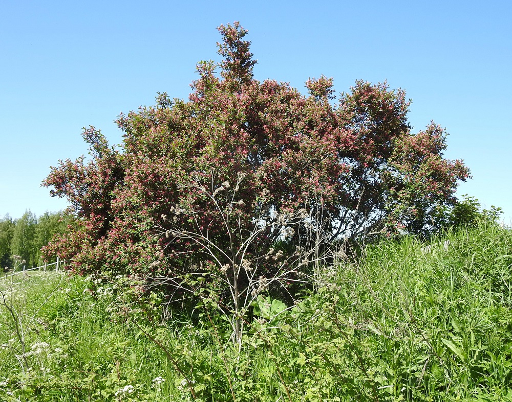 Lonicera tatarica - rusokuusama on tavallisesti noin 1-3 m korkea, harittavahaarainen ja usein tuuhea pensas, joka on alun perin tuotu Suomeen koristekasviksi. Lintujen levittämänä se voi villiytyä asutuksen ja muun ihmistoiminnan lähialueille. Valoisalla ja avoimella kasvupaikalla pensaasta voi tulla näyttävän kookas sekä monivartinen ja -haarainen. EH, Hattula, Nihattula, Kalvolantien (maantie 130) varsi noin Armijärven eteläpään tasalla, peltoaukean laide, tieojasta nousevan penkereen päällys, 10.6.2023. Ellei toisin mainita, kuvat ovat tältä samalta kasvupaikalta. Copyright Hannu Kämäräinen.