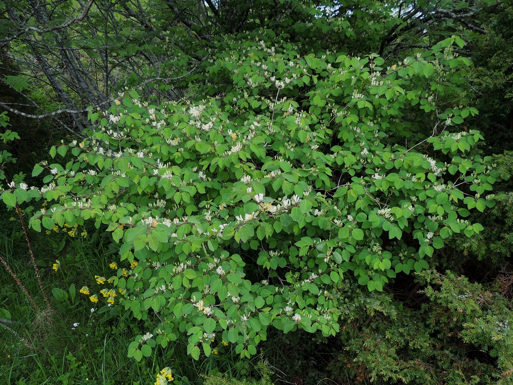 Lonicera xylosteum - lehtokuusama on yleensä noin 1-2 m korkea pensas. Kuvassa sen seuralaisina ovat mm. (koti)kataja, Juniperus communis, (koti)pihlaja, Sorbus aucuparia ja kevätesikko, Primula veris. A, Lemland, eteläpää, Björkö, Herröskatanin luonnonsuojelualue, eteläosan kallioketoalueen laide, 30.5.2013. Copyright Hannu Kämäräinen.