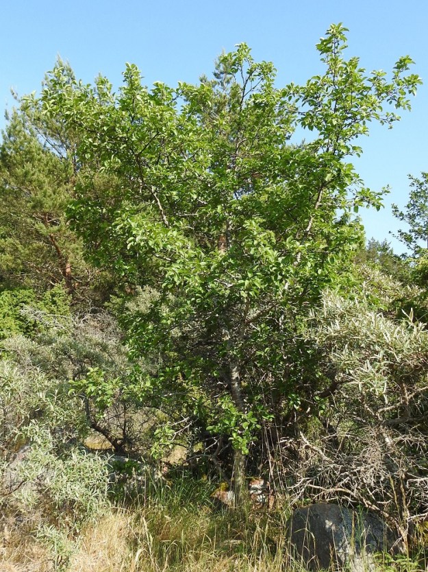 Rhamnus cathartica - orapaatsama on yleensä noin 2-5 m korkea pieni puu tai pensas. A, Eckerö, Skag, Kråkskär, erilleen kuroutuneen merenlahden, Fladanin, pohjoispuolinen kallioalue, 21.6.2023. Copyright Hannu Kämäräinen.