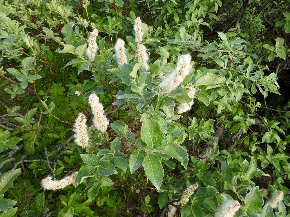 Salix lanata - villapaju on pysty- tai kohenevavartinen ja tavallisesti noin 0,8-1 m korkea pensas. Siitä esiintyy Suomessa kaksi muunnosta, kuvassa oleva nimimuunnos, lumivillapaju, var. lanata ja nystyvillapaju, var. glandulosa. EnL, Enontekiö, Kilpisjärvi, Kilpisjärven ranta Retkeilykeskuksen venelaiturin pohjoispuolella, lähellä vesirajaa, 475 m mpy, 10.7.2018. Copyright Hannu Kämäräinen.