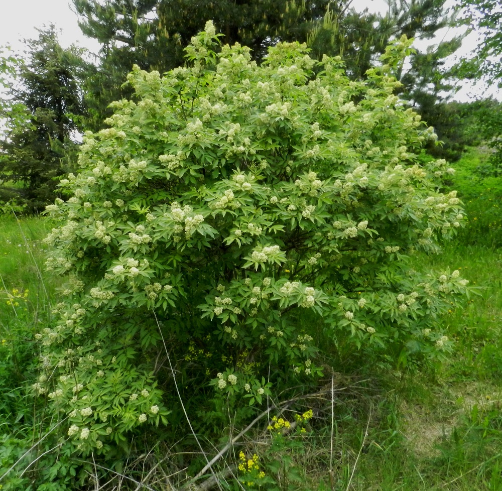 Sambucus racemosa - terttuselja on yleensä siirottavahaarainen ja monivartinen pensas, josta varsinkin nuorempana avoimella paikalla kasvaessaan tulee sopusuhtaisen pyöreämuotoinen. Se onkin alun perin tuotu Suomeen koristekasviksi, joka alkoi erityisesti 1900-luvun alkupuolelta lähtien villiytyä myös luontoon asutuksen lähialueille. EH, Hämeenlinna, Kankaantausta, Hattelmalantien ja Turun Valtatien (tie 10) kulmaus, harvakseen puustoa kasvava niitty laajan peltoalueen laidassa, 30.5.2012. Copyright Hannu Kämäräinen.