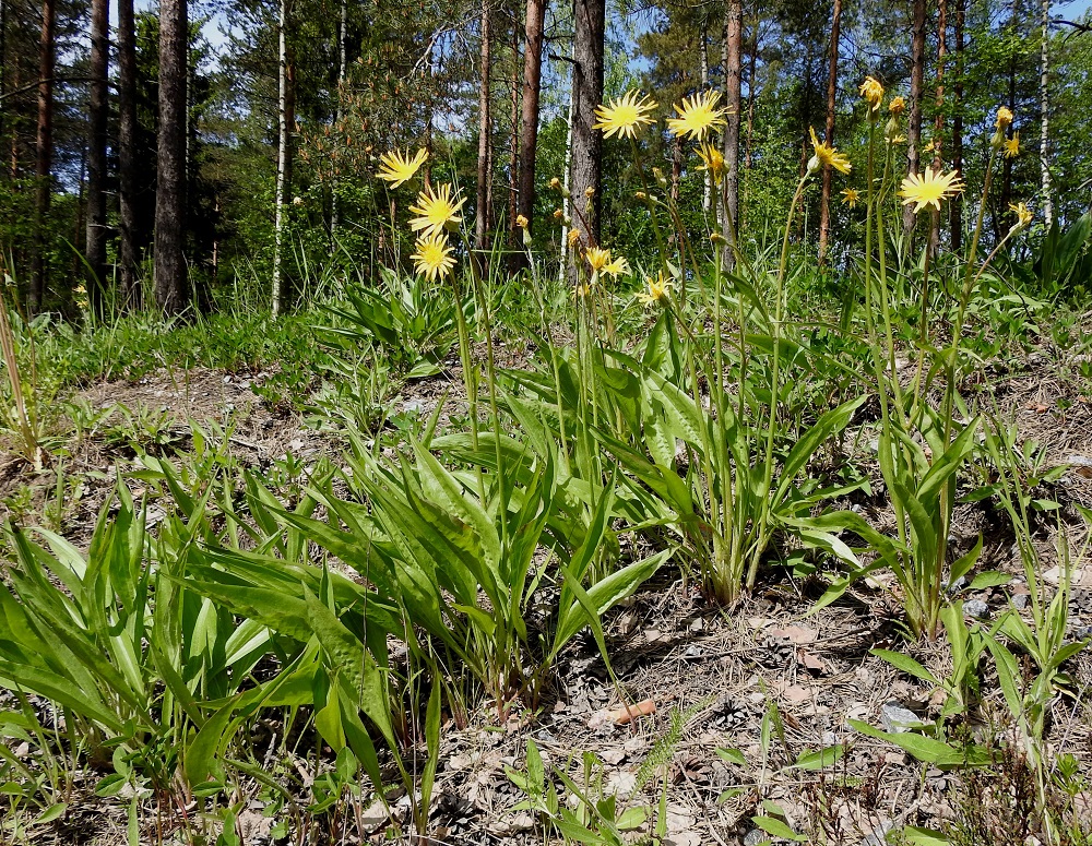 Scorzonera humilis - harjusikojuuri on monivuotinen, pysty ja lehtiruusukkeinen ruoho, joka on kukkiessaan tavallisesti noin 20-30(-55) cm korkea. Juurakko haaroo yläosastaan ja muodostaa usein kasvullisesti laajenevia, tiheitä ruusuke- ja varsiryhmiä. V, Lohja, Iso-Teutari, Hankoniementien (tie 25) varsi Gerknäsmalmenin soranottoalueen kohdalla, harvahkon mäntykankaan laide, jossa kaikkiaan noin 450 m pitkä, monin paikoin katkeileva kasvustoalue, 30.5.2025. Koko kuvasarja on samalta kasvualueelta. Copyright Hannu Kämäräinen.