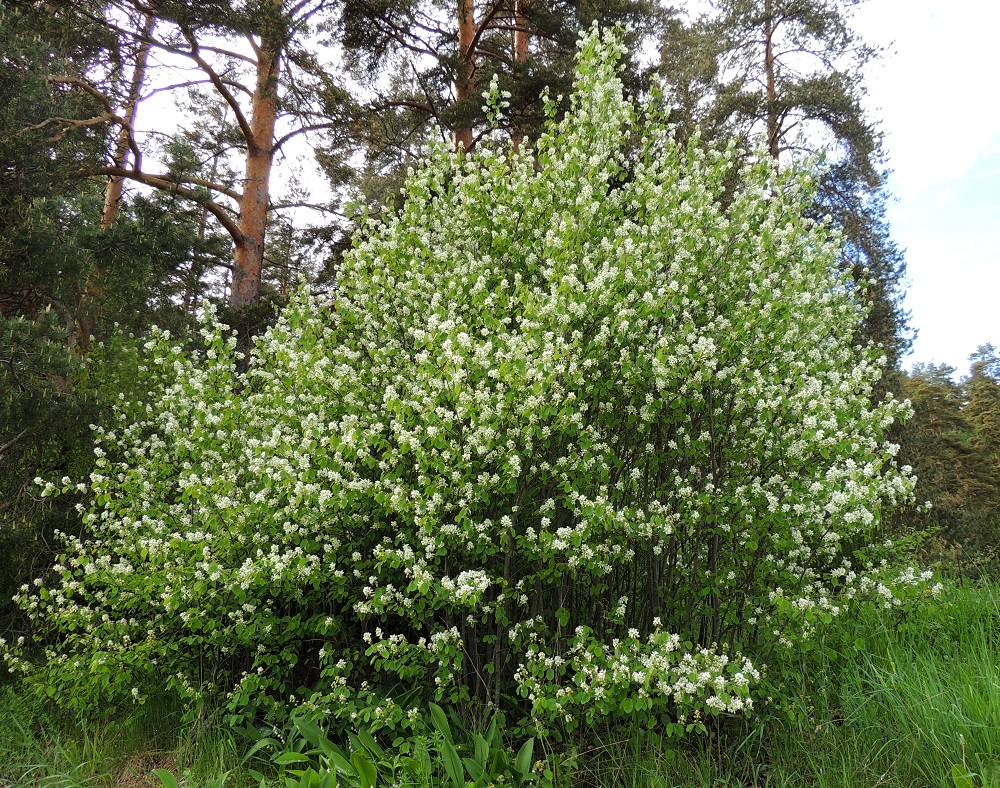Amelanchier spicata - isotuomipihlaja on lyhytrönsyisesti vesova. Suotuisalle ja riittävän valoisalle kasvupaikalle levittäytyy kasvullisesti vuosien saatossa tiheä ja usein laajakin pensaikko. EH, Hämeenlinna, Ahvenisto, harjualueen eteläpään laita Ahvenistontien pohjoispuolella, 24.5.2013. Copyright Hannu Kämäräinen.