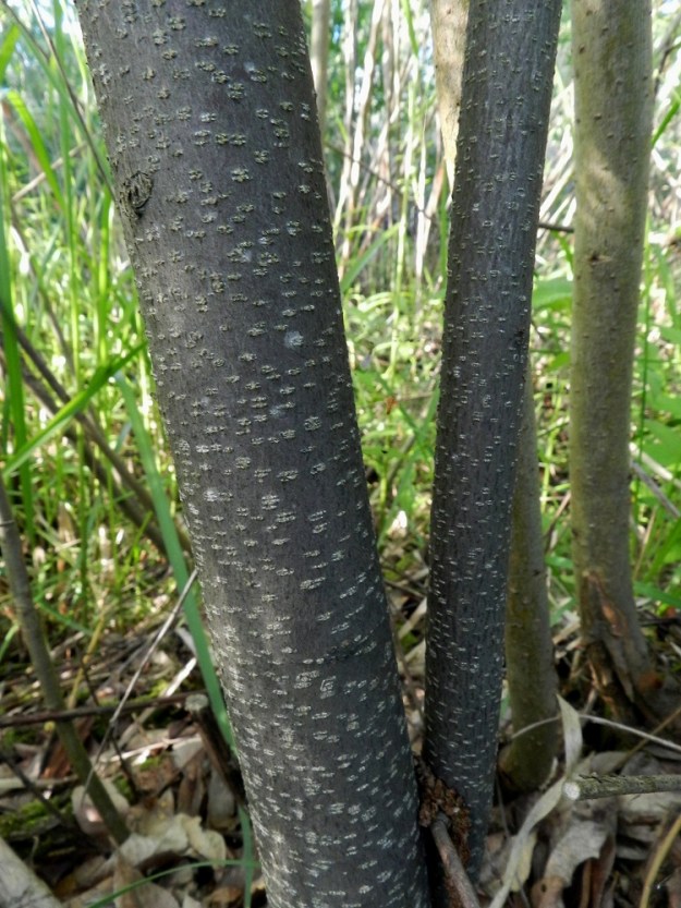 Frangula alnus - korpipaatsaman runko ja päähaarat ovat harmaat tai ruskehtavanharmaat ja muuten sileähköt mutta tiheästi vaaleiden korkkihuokostäplien kirjavoimat. Puumaisen yksilönkään runko on harvoin 10 cm paksumpi. EH, Hämeenlinna, Sairio, Vanajaveden ranta rautatiesillan kaakkoispuolella, pitkospuisen rantapolun varsi, 27.7.2012. Copyright Hannu Kämäräinen.