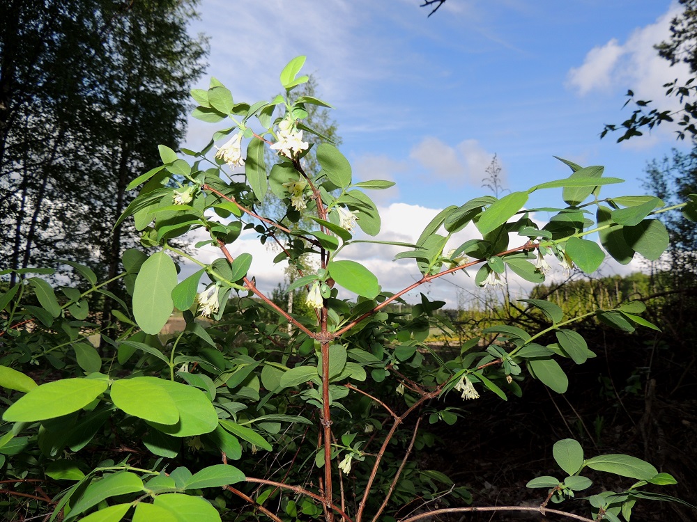 Lonicera caerulea - sinikuusama on jäykkä- ja harittavahaarainen. Sen kukinnot ovat suuntautuneet alaspäin vuosikasvainten ja niiden lehtien alapuolelle toisin kuin suuressa osassa Suomea yleisellä sukulaisella, lehtokuusamalla, L. xylosteum. 24.5.2013. Copyright Hannu Kämäräinen.