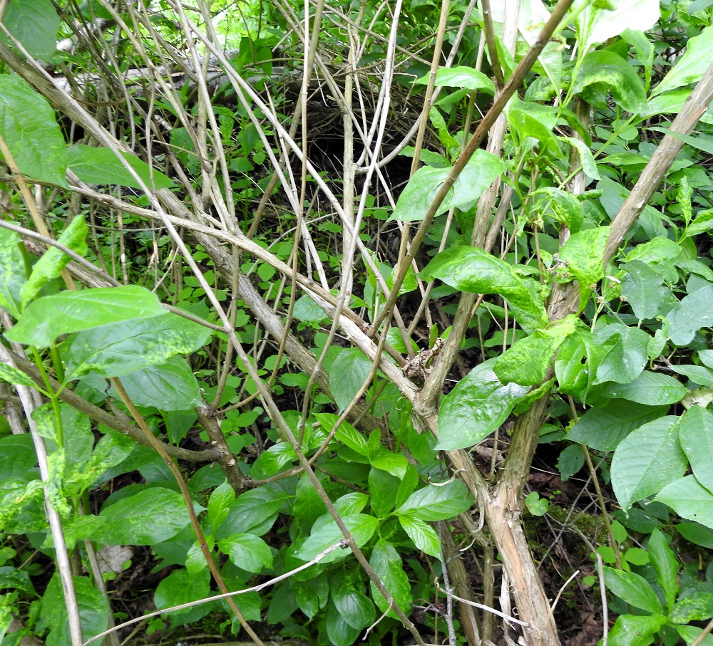 Lonicera involucrata - kehtokuusaman varret, päähaarat ja vanhemmat oksat ovat harmaat tai harmaanruskeat ja täyteiset. Vanhat varret ja haarat ovat liuskoina hilseilevät. 9.6.2023. Copyright Hannu Kämäräinen.
